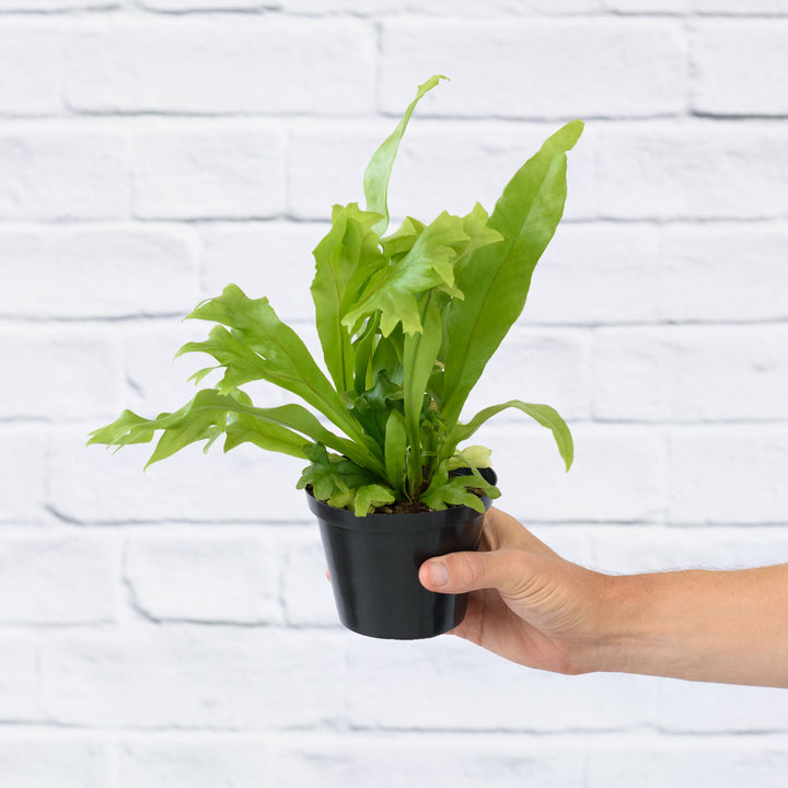 Green Flame Fern - Shop Online!