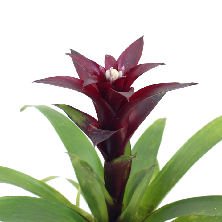 Guzmania - Maroon - Shop Online!