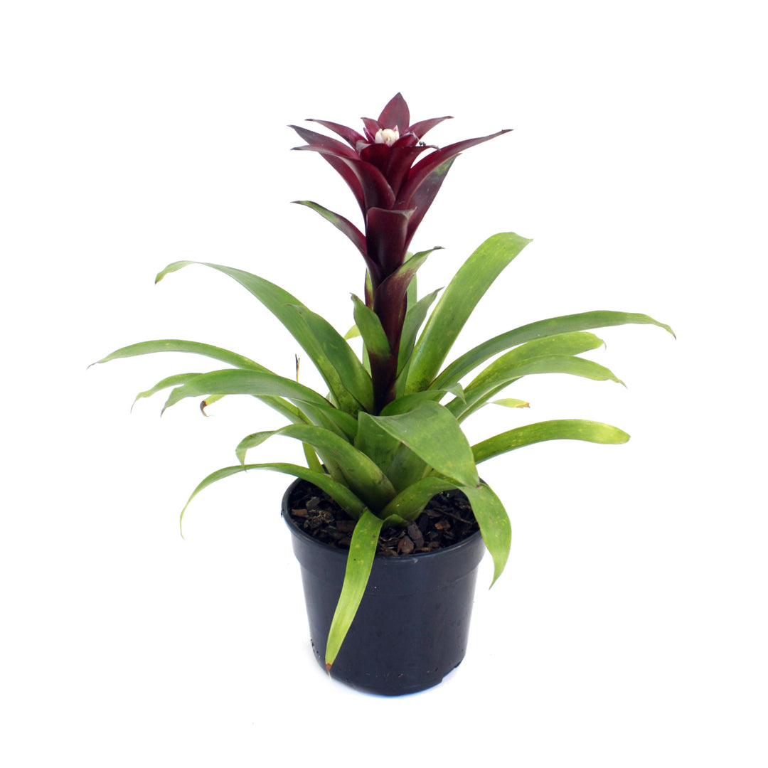 Guzmania - Maroon - Shop Online!