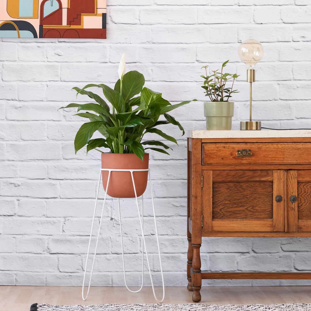 Hairpin Plant Stand - Black - Shop Online!