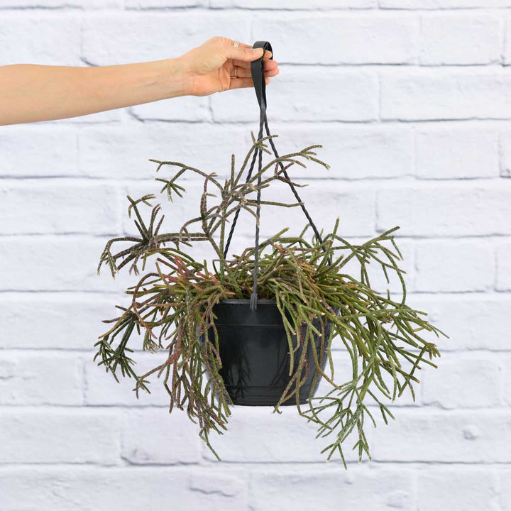 Hairy Stemmed Rhipsalis - Shop Online!