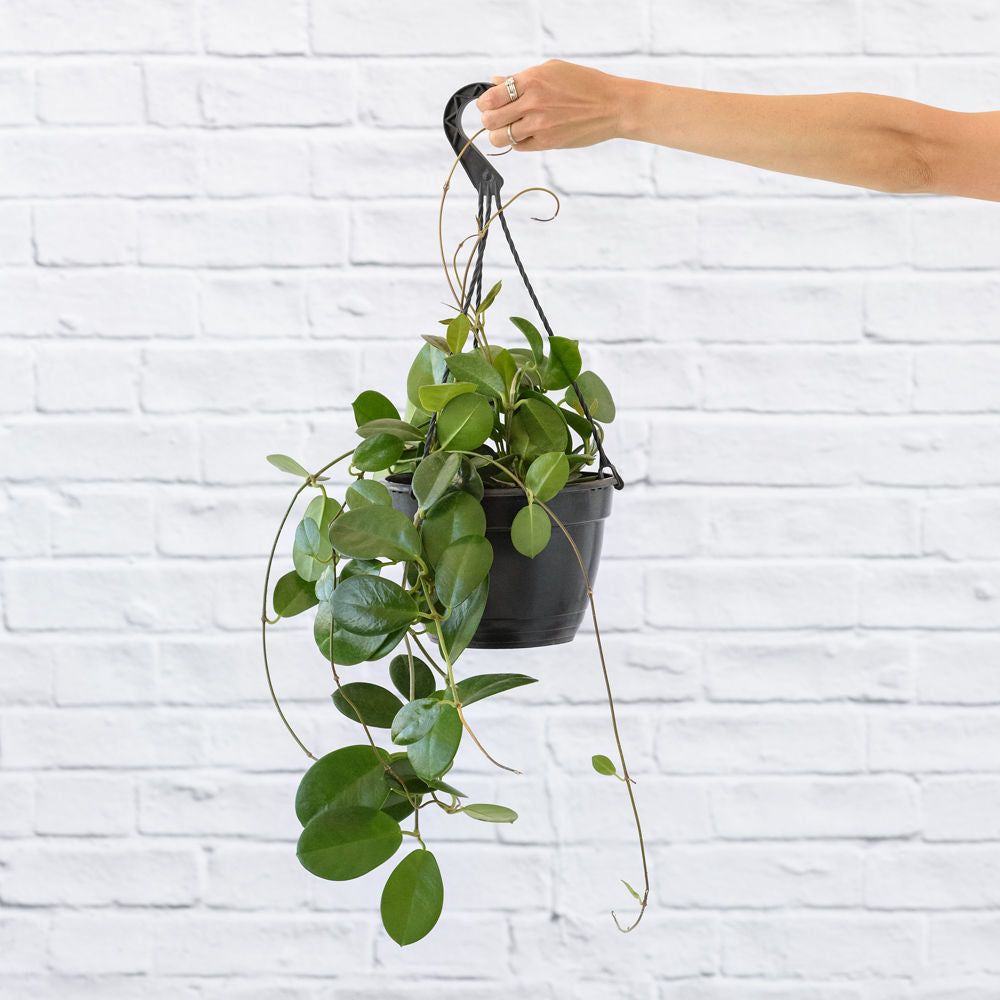 Hoya Australis - Shop Online!