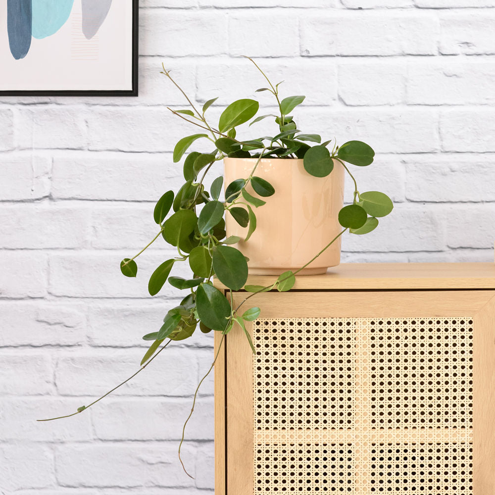 Hoya Australis - Shop Online!