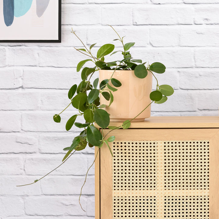 Hoya Australis - Shop Online!