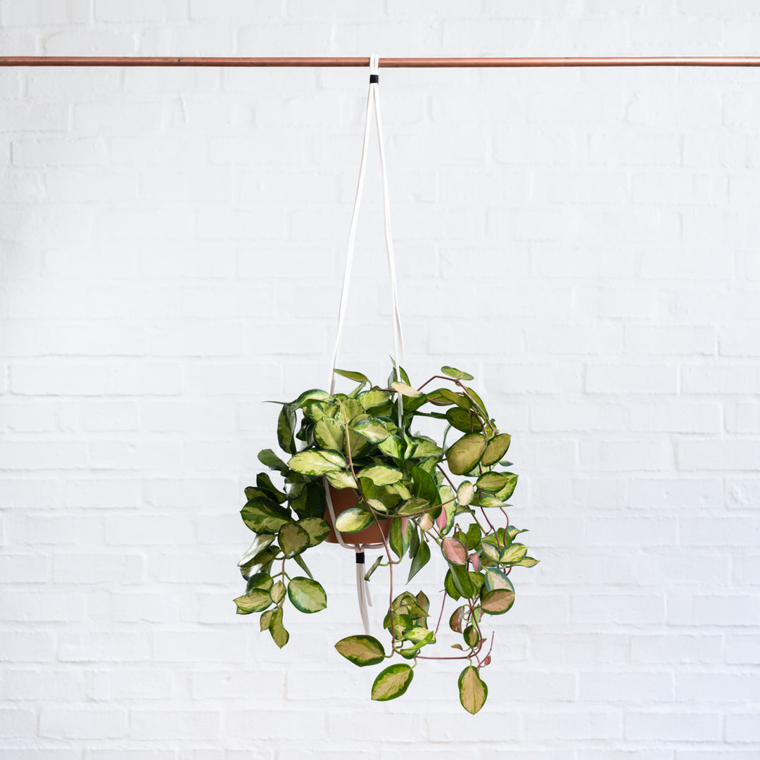Hoya Australis - Variegated - Shop Online!