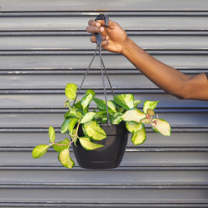 Hoya Australis - Variegated - Shop Online!