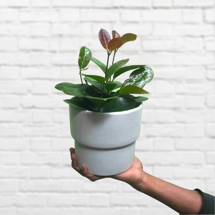 Hoya Australis - Small - Shop Online!