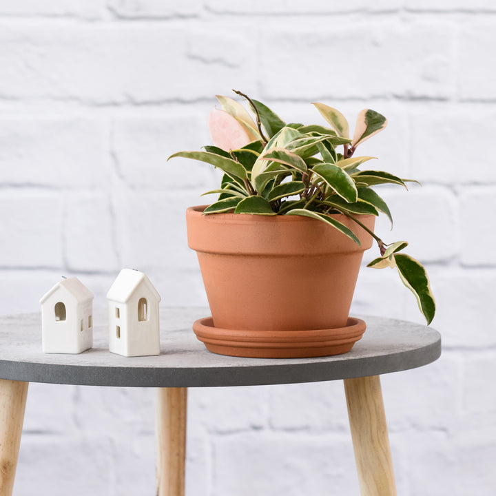 Hoya Krimson Queen - Shop Online!