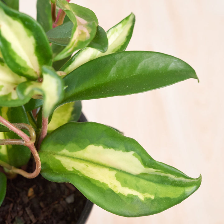 Hoya Carnosa - Variegated - Shop Online!