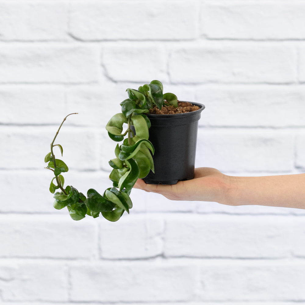 Hoya Compacta - Shop Online!