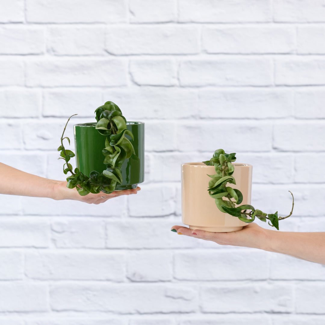 Hoya Compacta - Shop Online!