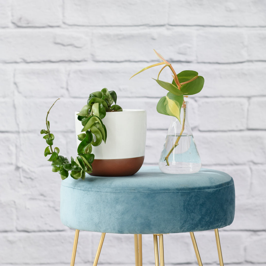 Hoya Compacta - Shop Online!