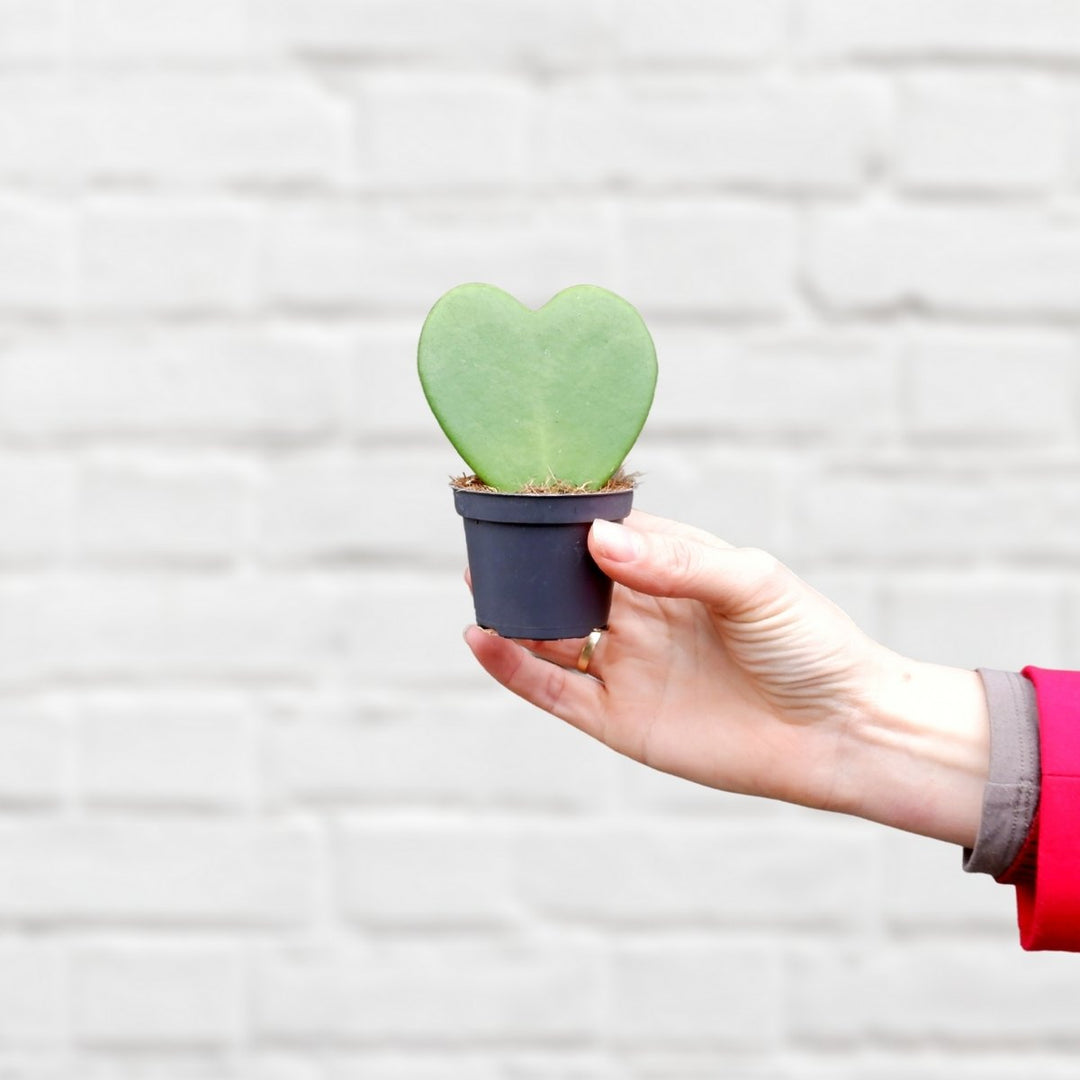 Hoya - Kerri - Shop Online!