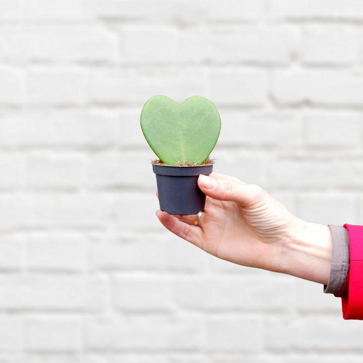 Hoya - Kerri - Shop Online!