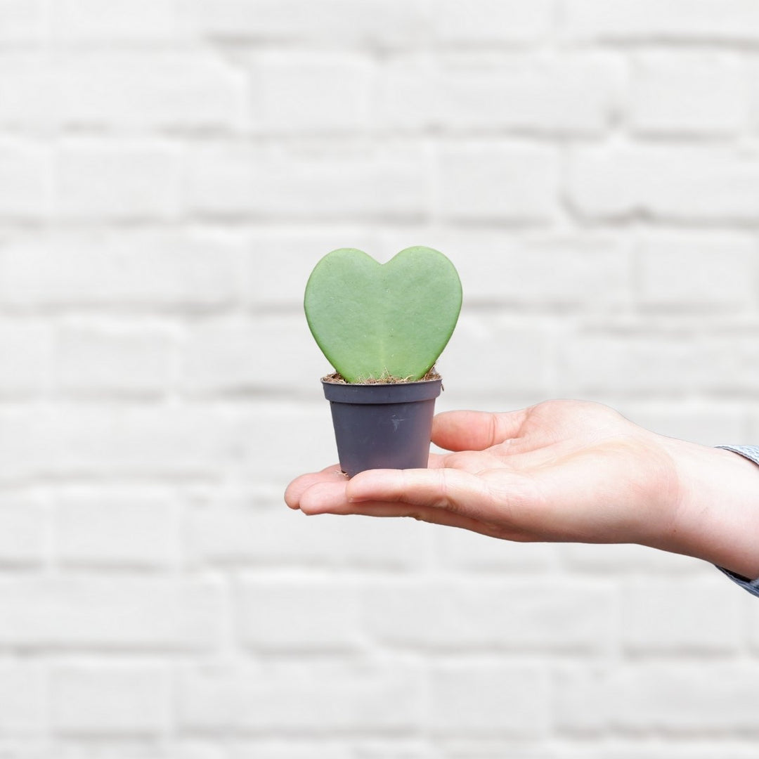 Hoya - Kerri - Shop Online!