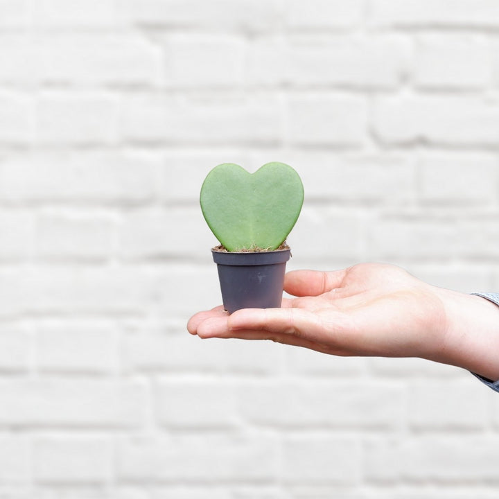 Hoya - Kerri - Shop Online!