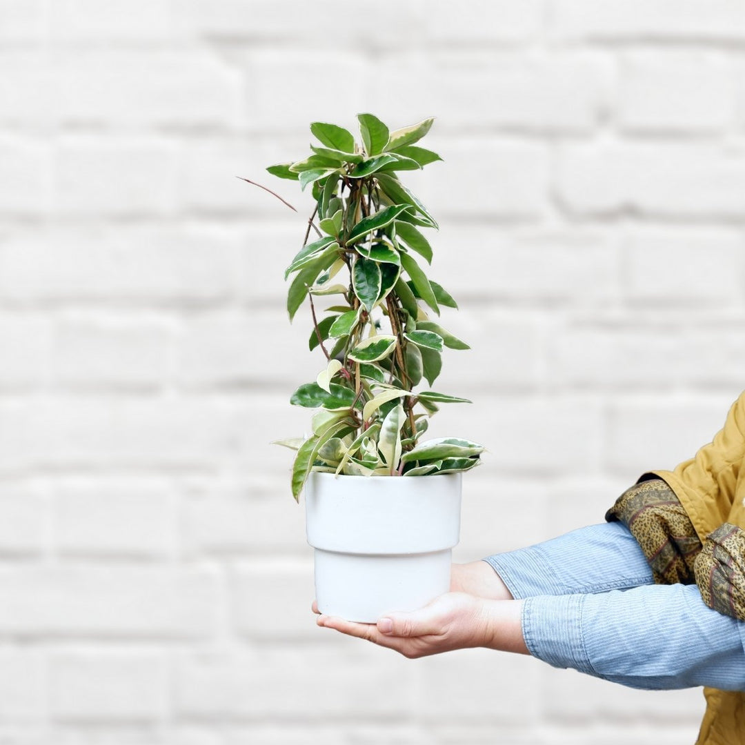 Hoya Krimson Queen - Shop Online!