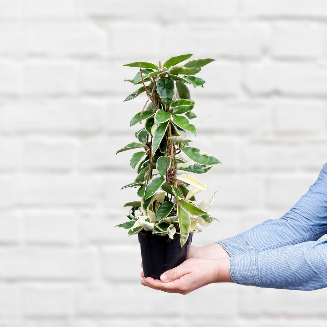 Hoya Krimson Queen - Shop Online!