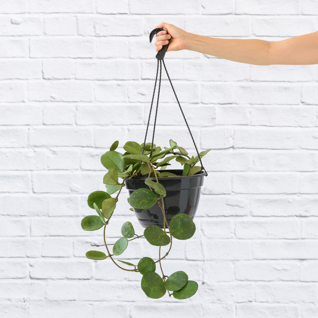 Hoya Obovata - Shop Online!