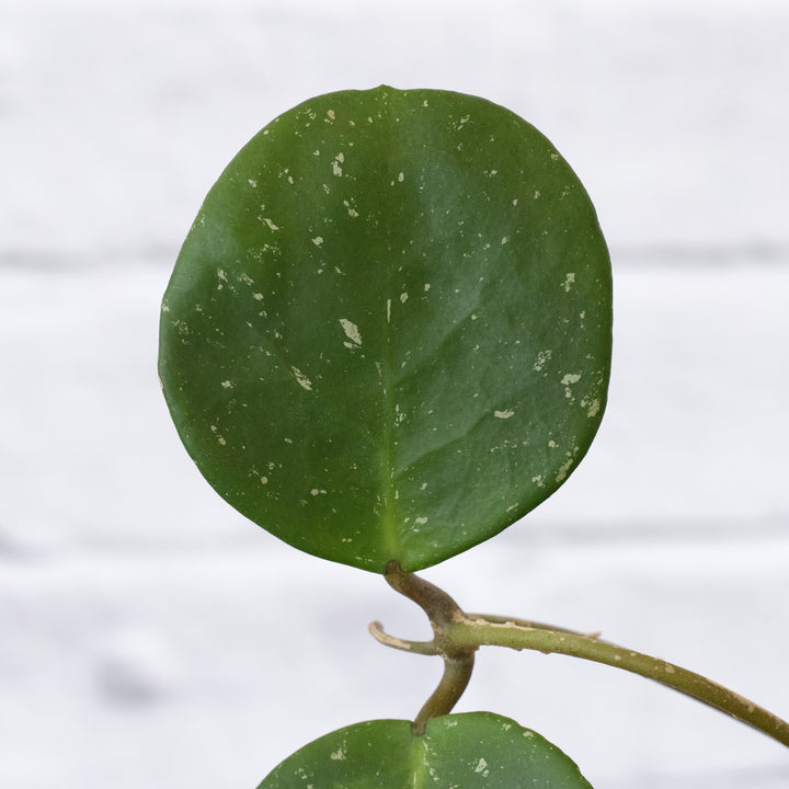 Hoya Obovata - Shop Online!