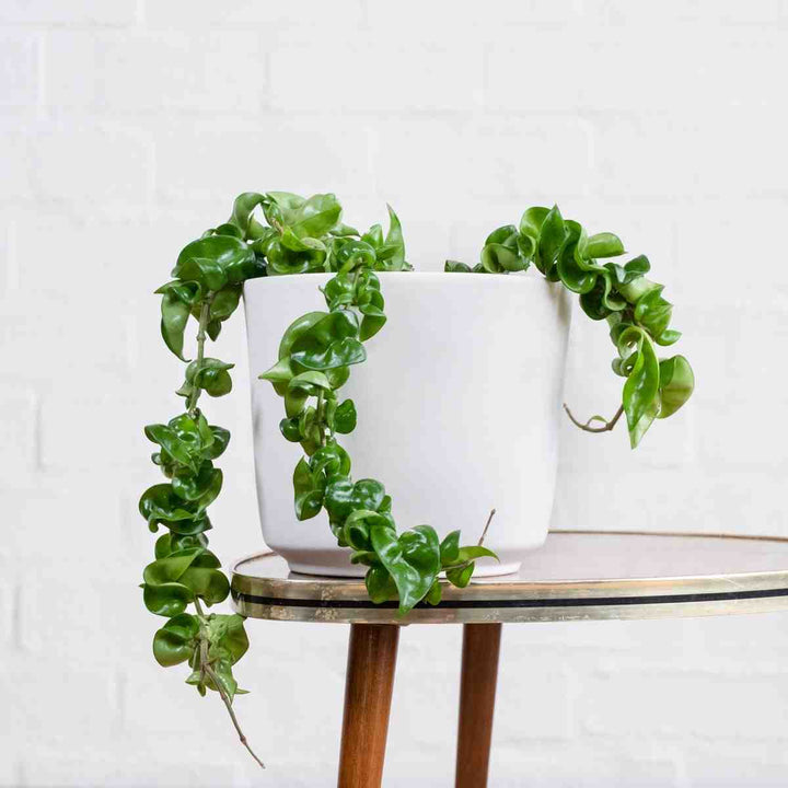 Hoya Compacta - 3 stem - Shop Online!