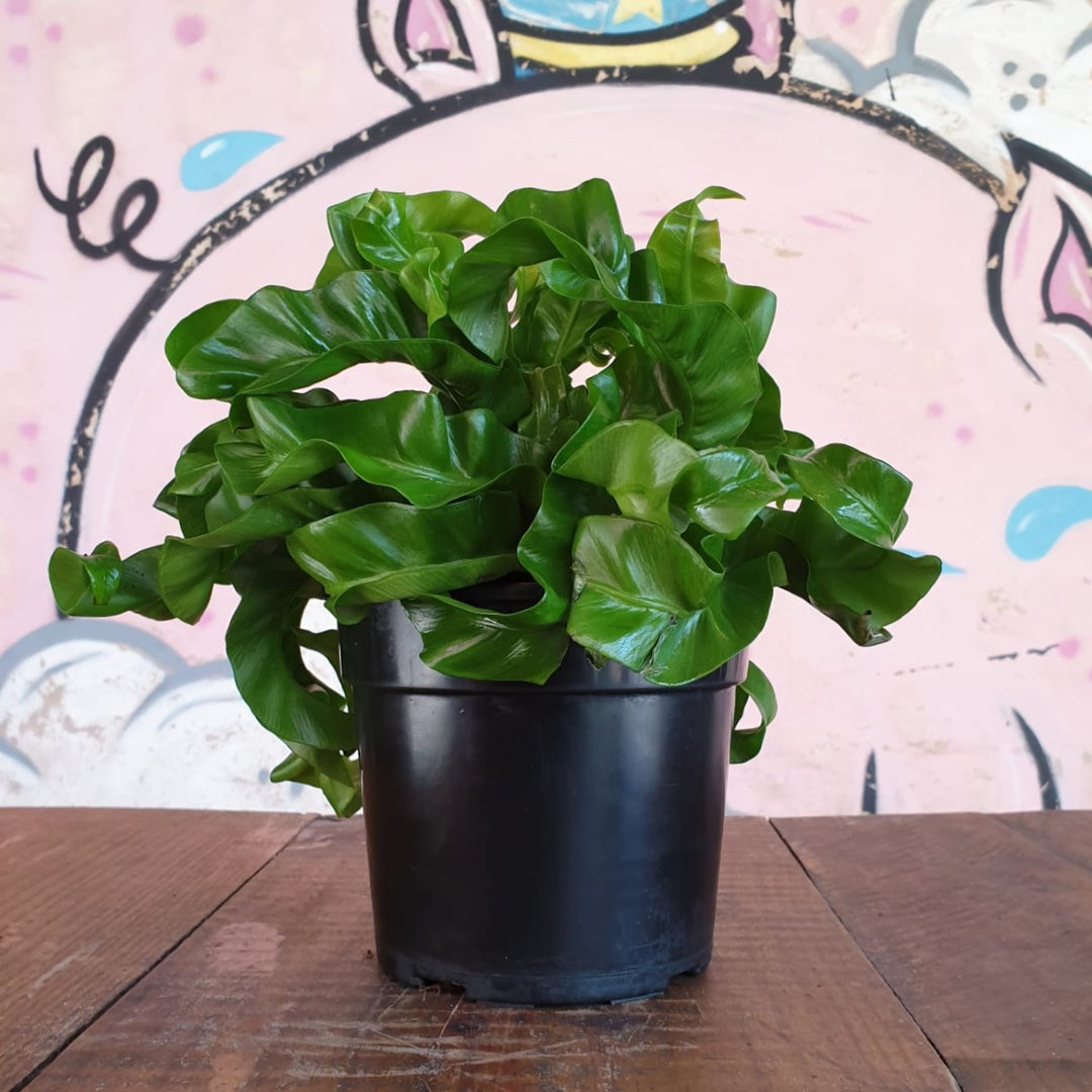 Hurricane Birds Nest Fern - Shop Online!