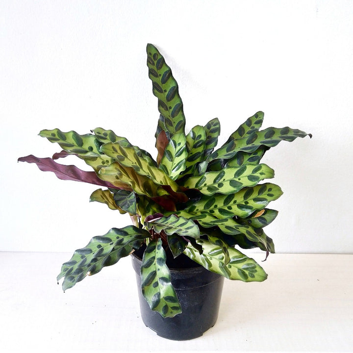 Rattlesnake Plant - Shop Online!