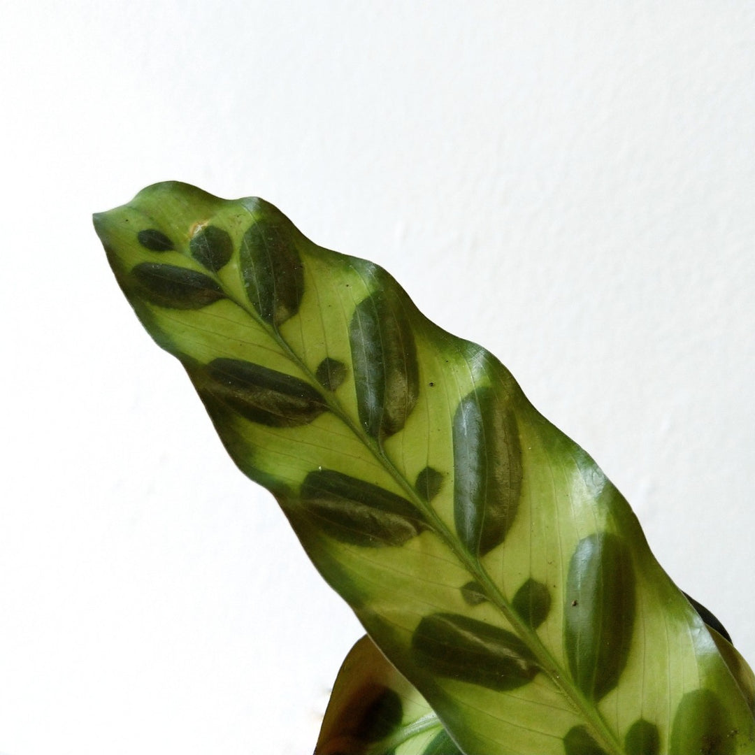 Rattlesnake Plant - Shop Online!