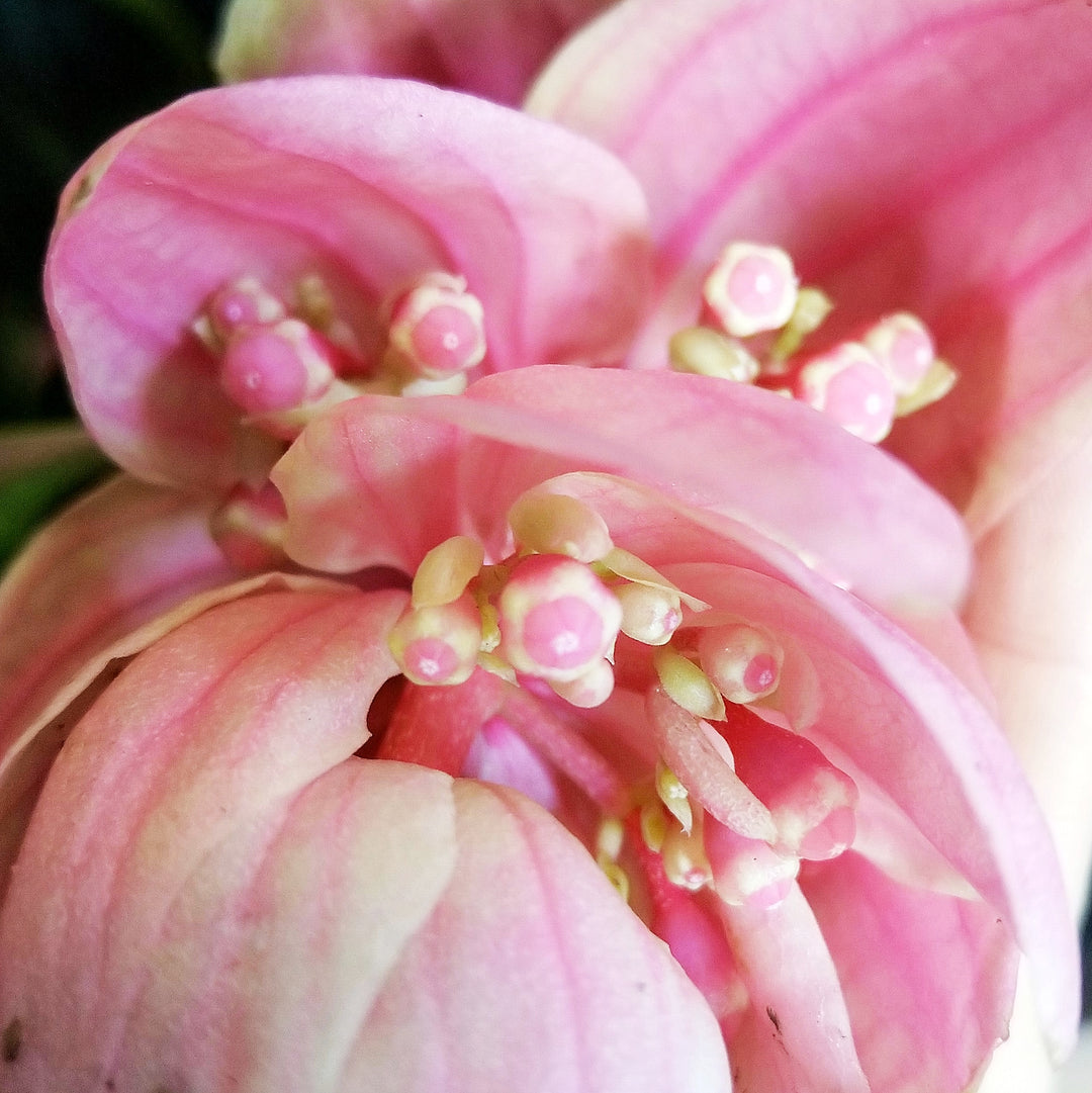 Medinilla Magnifica - Shop Online!