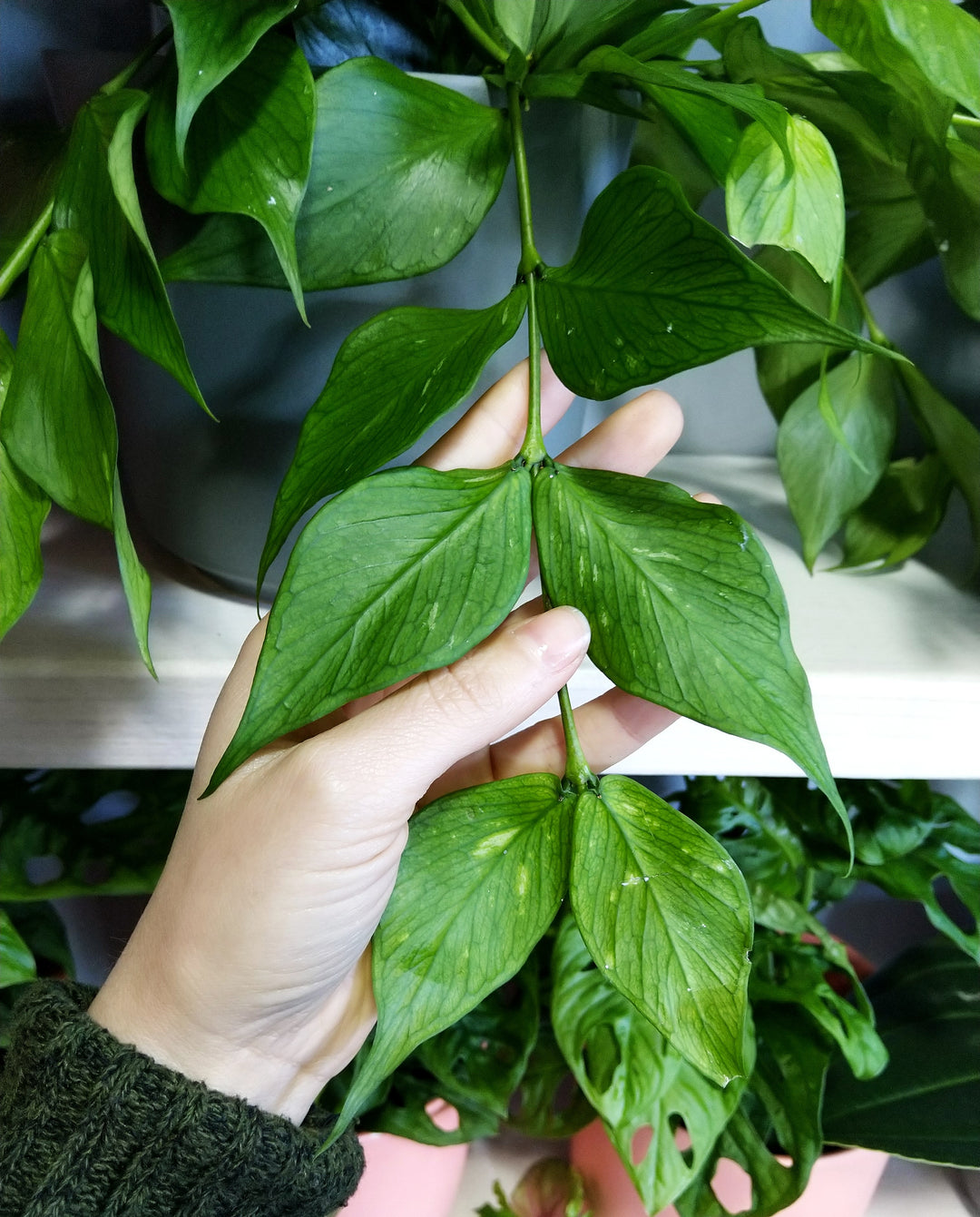 Hoya Fishtail - Shop Online!