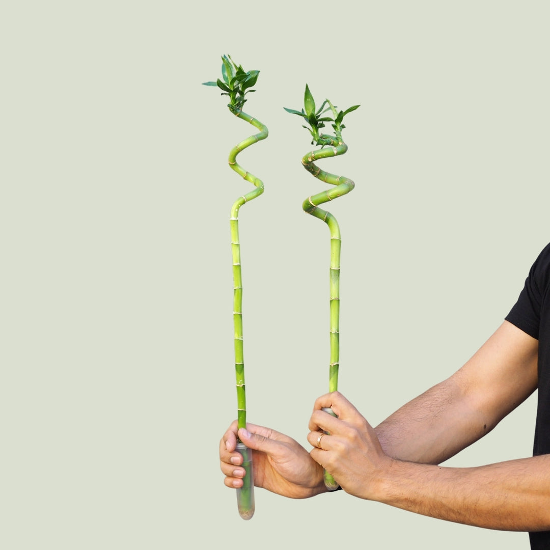 Lucky Bamboo - Shop Online!