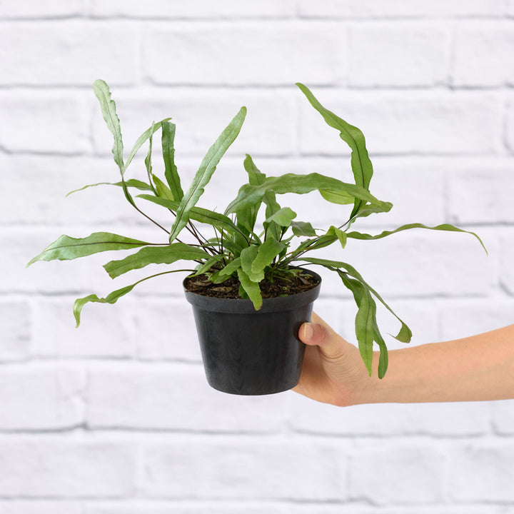 Kangaroo Fern - Shop Online!