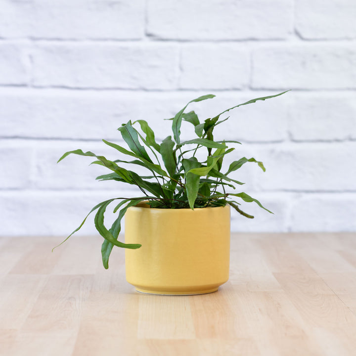 Kangaroo Fern - Shop Online!