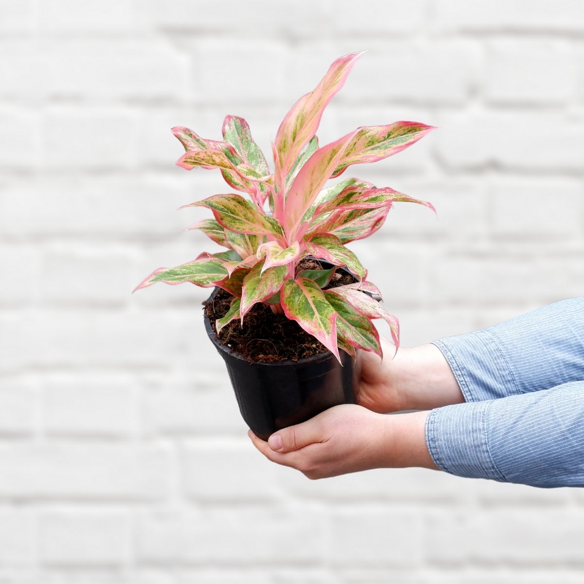 aglaonema siam orange Chinese Evergreen - Orange Siam
