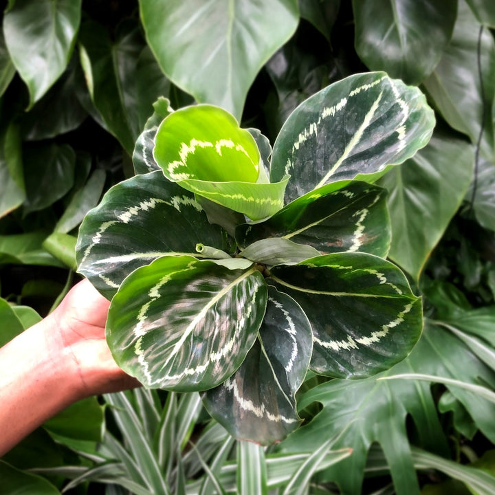 Calathea Green Lipstick - Shop Online!