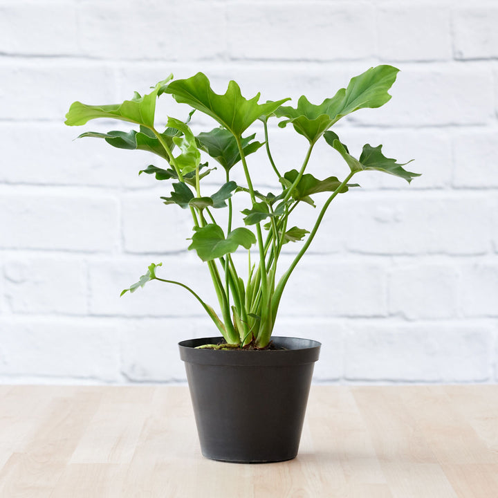 Lacy Leaf Philodendron - Shop Online!