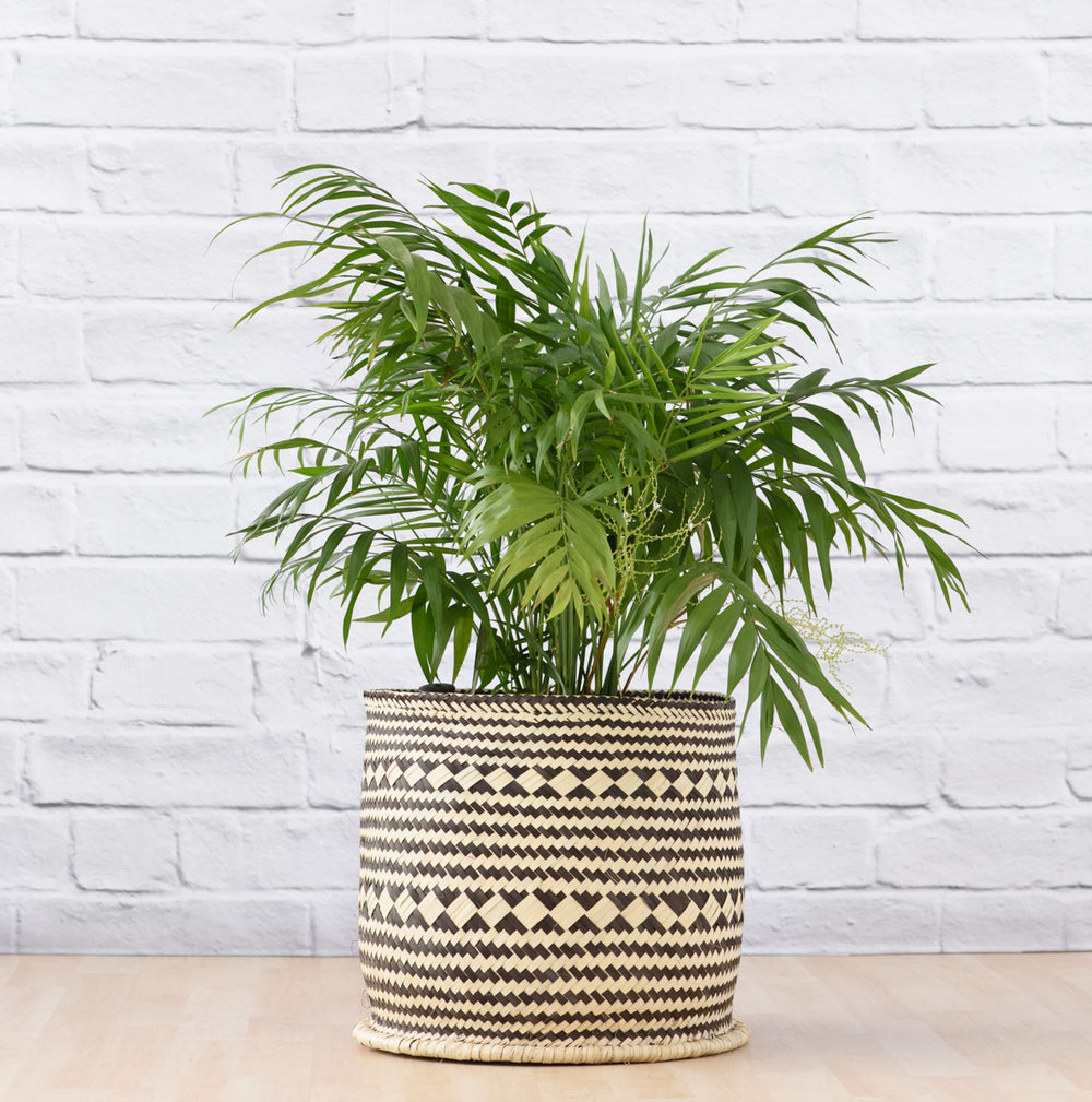Love Palm - EXTRA LARGE - Shop Online!