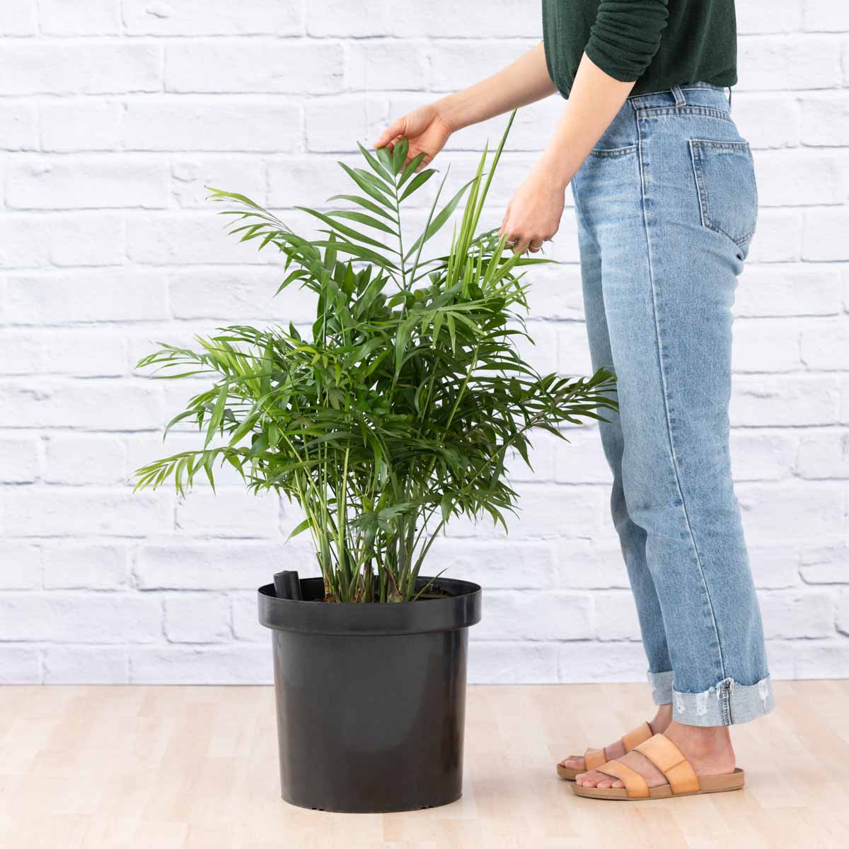 love palm plant care Love Palm - EXTRA LARGE