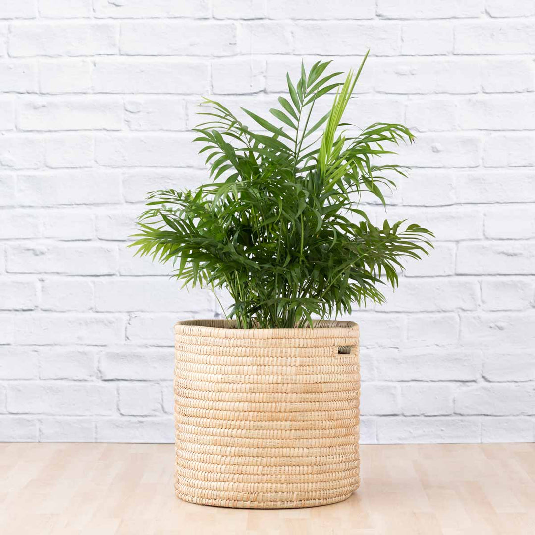 Love Palm - EXTRA LARGE - Shop Online!