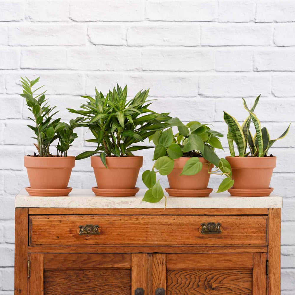 Low Light Pack - Shop Online!