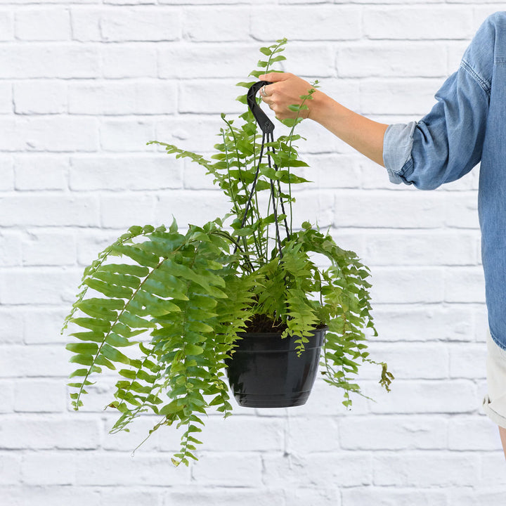 Macho Fern - Shop Online!