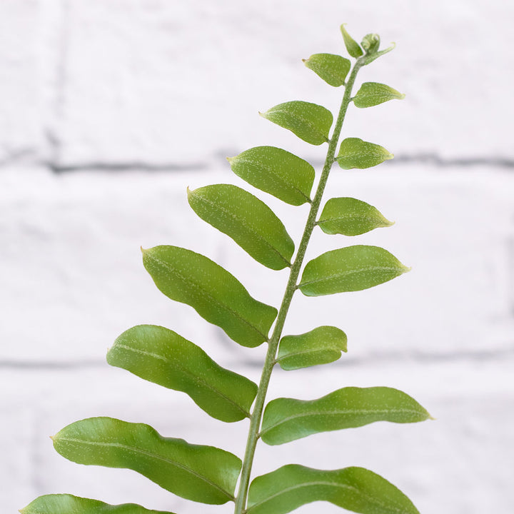 Macho Fern - Shop Online!