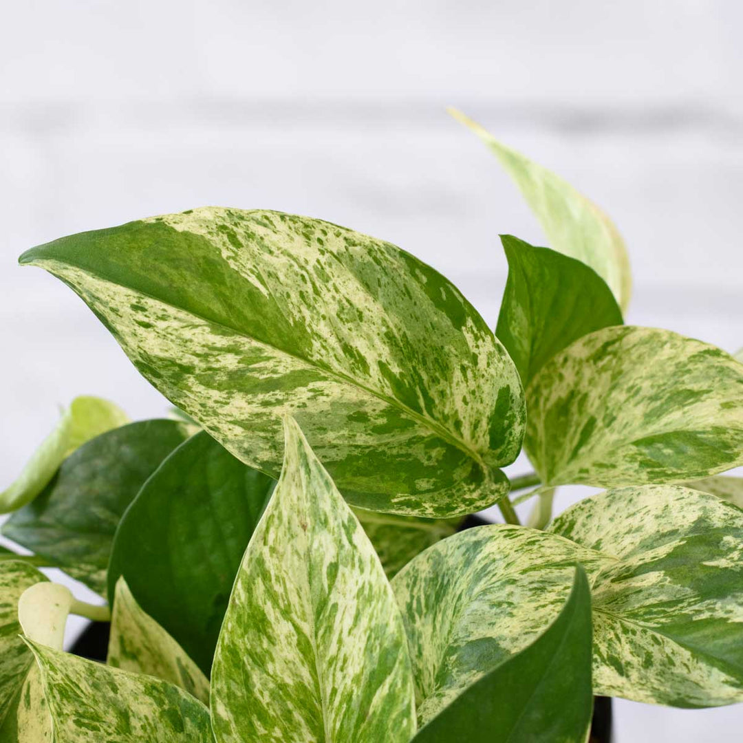Pothos - Marble Queen - Shop Online!
