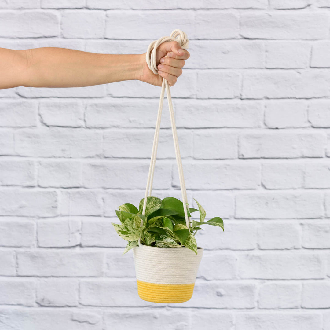 Pothos - Marble Queen - Shop Online!