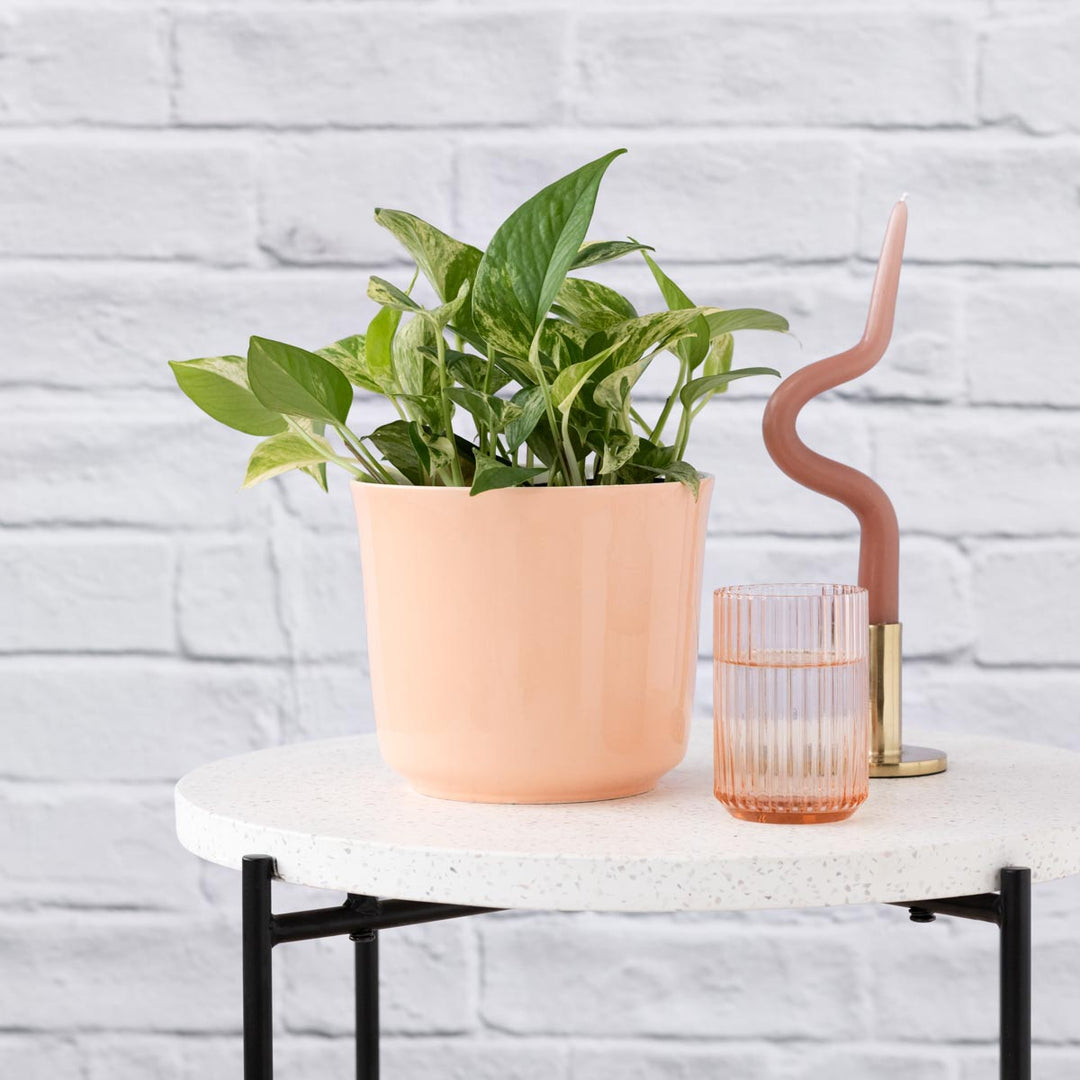 Pothos - Marble Queen - Shop Online!