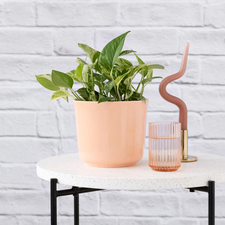 Pothos - Marble Queen - Shop Online!
