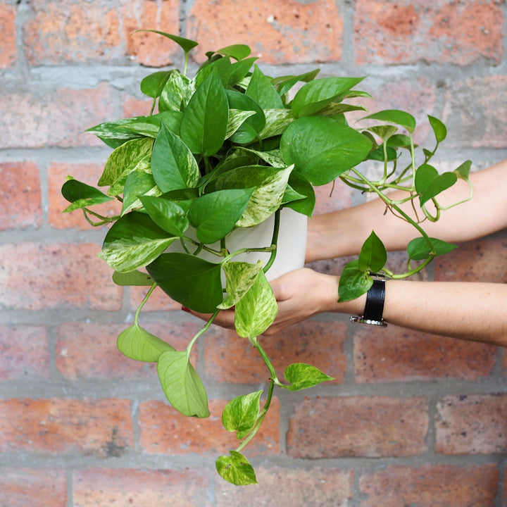 Pothos - Marble Queen - Shop Online!