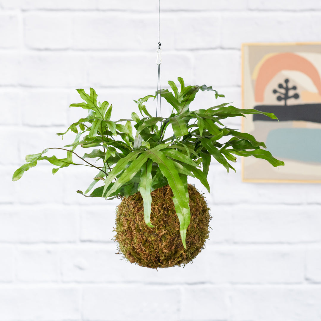 Kangaroo Fern Mossball - Shop Online!