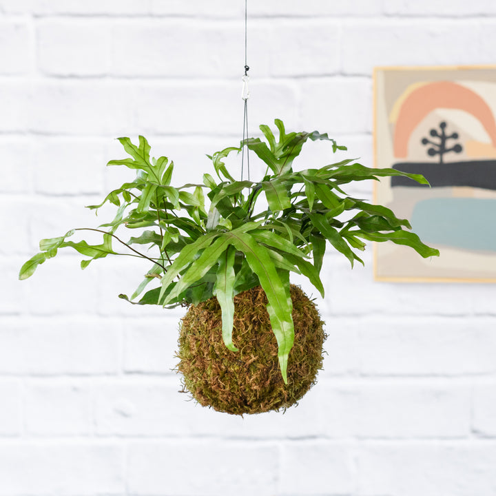 Kangaroo Fern Mossball - Shop Online!