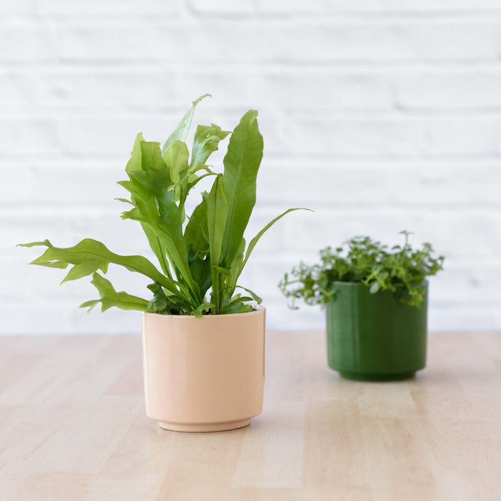Migo Planter - Forest Green - Shop Online!